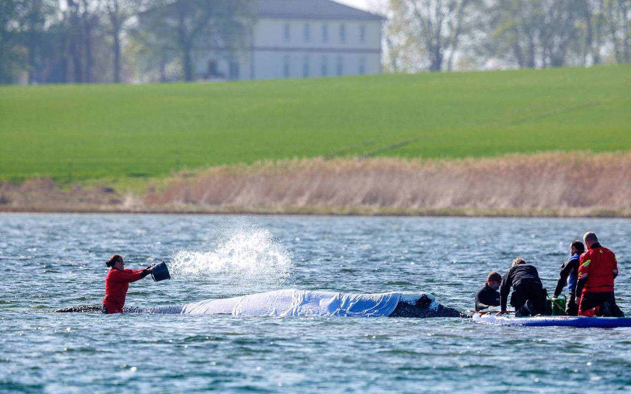 Vermeintlich ruhiger Wal im Trubel - Was fühlt das Tier wirklich?