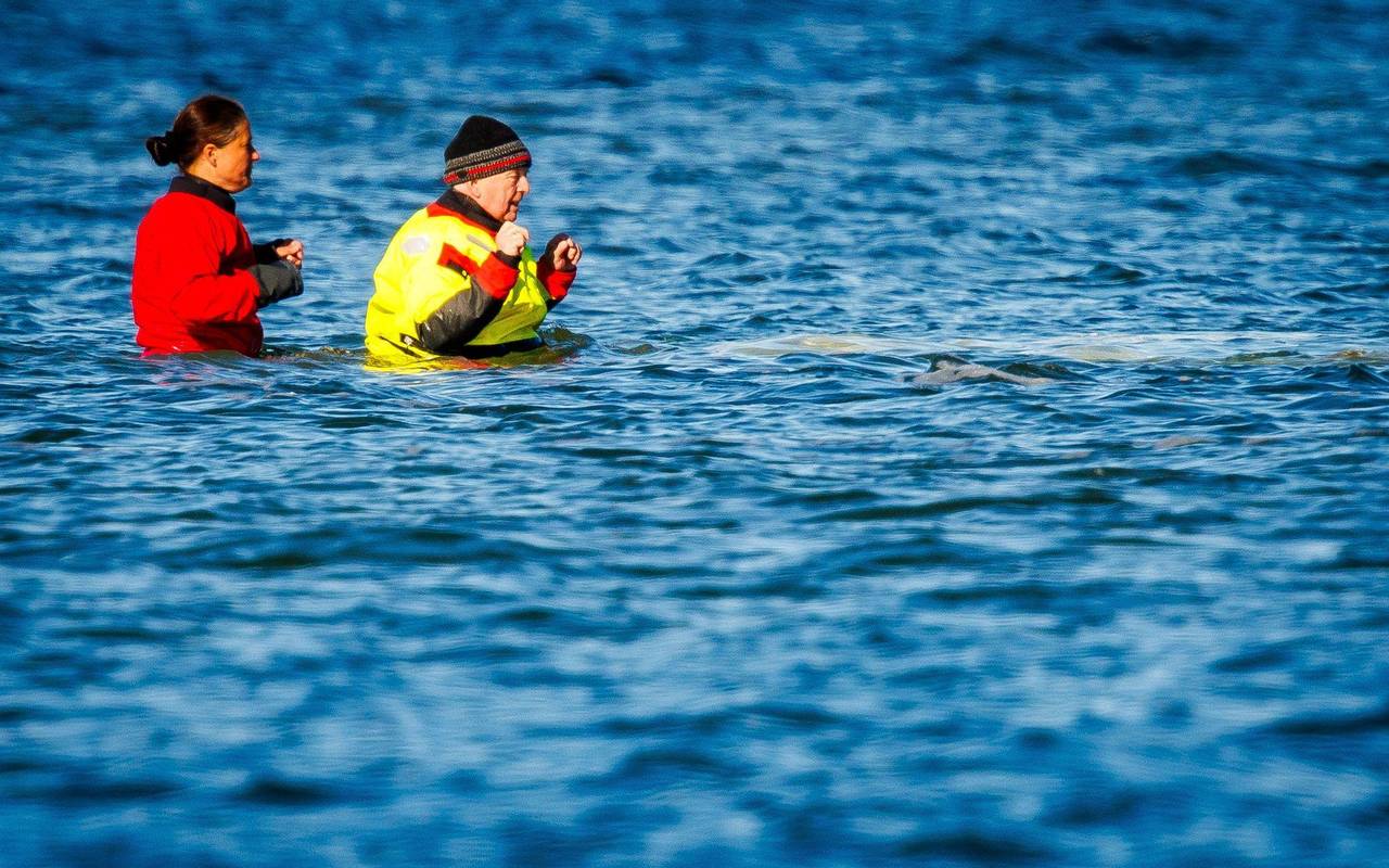 Weitere Entwicklung zum Buckelwal in der Ostsee
