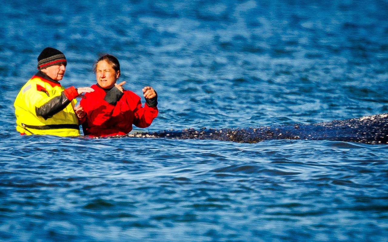 Weitere Entwicklung zum Buckelwal in der Ostsee