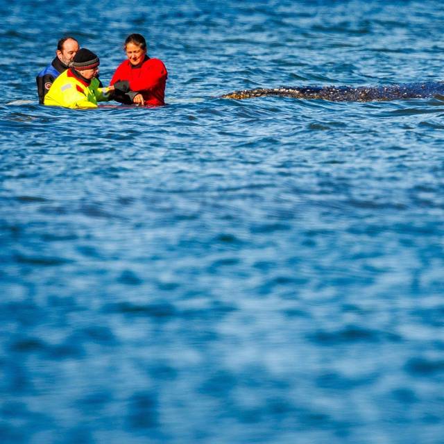 Weitere Entwicklung zum Buckelwal in der Ostsee