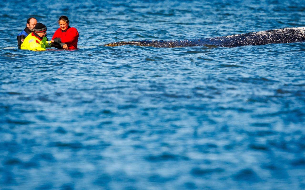 Weitere Entwicklung zum Buckelwal in der Ostsee