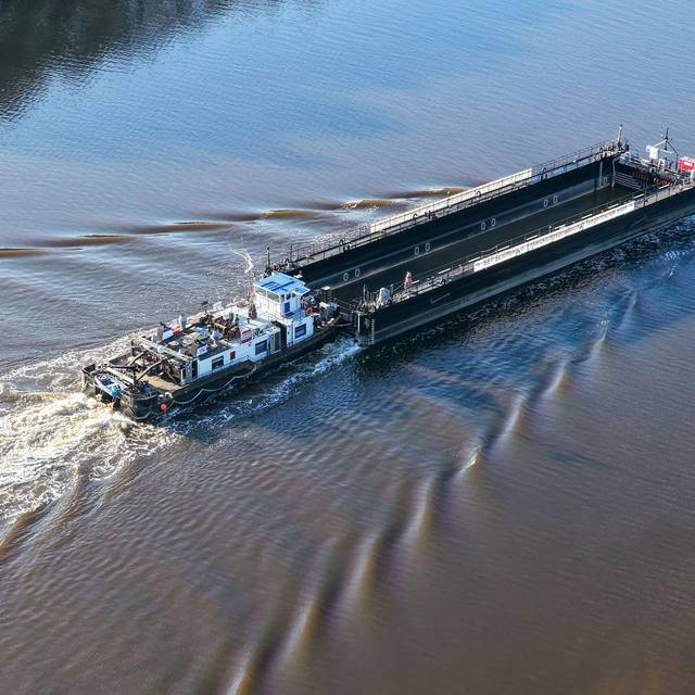 Weitere Entwicklung zum Buckelwal in der Ostsee