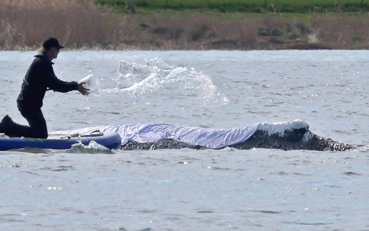 Weitere Entwicklung zum Buckelwal in der Ostsee