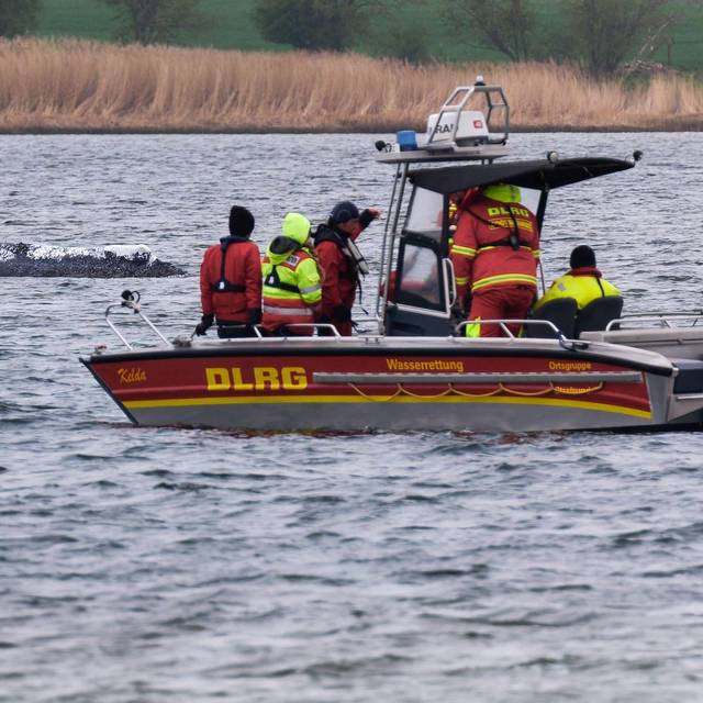 Weitere Entwicklung zum Buckelwal in der Ostsee