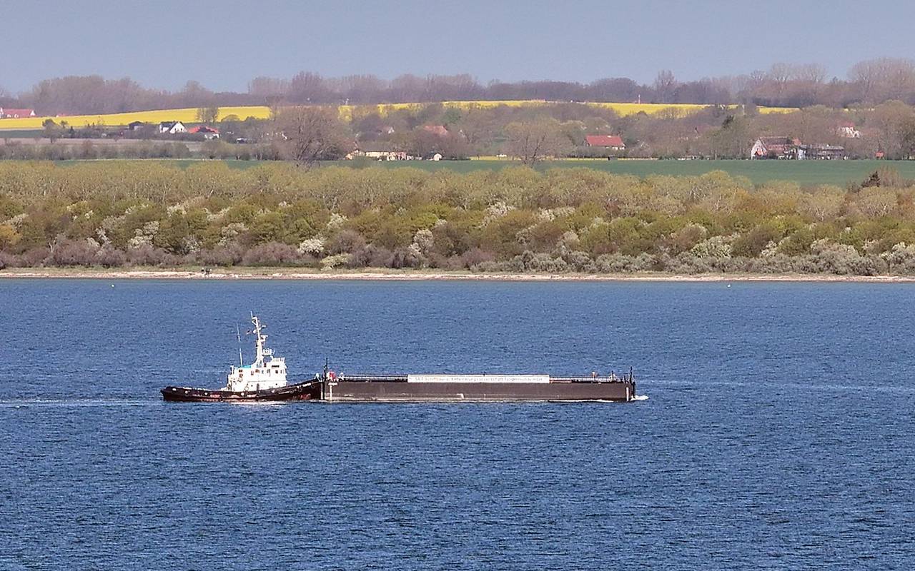 Weitere Entwicklung zum Buckelwal in der Ostsee