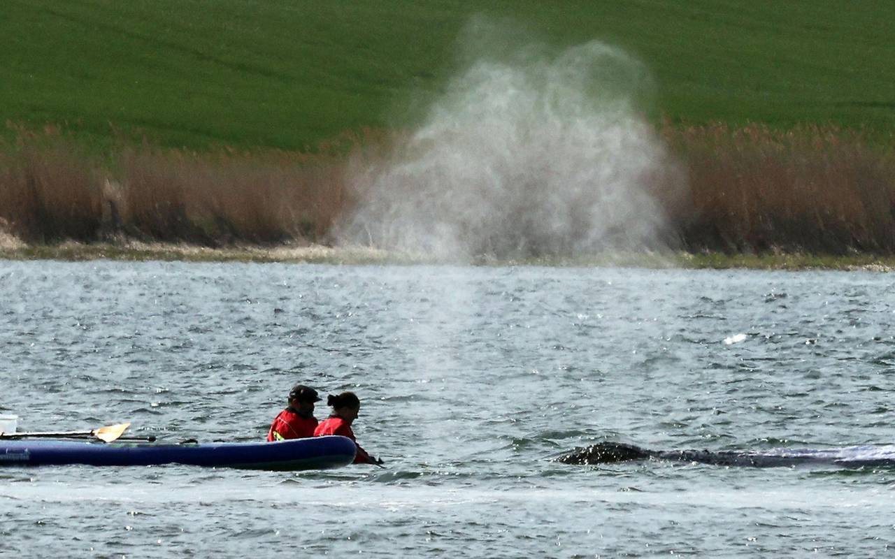 Weitere Entwicklung zum Buckelwal in der Ostsee