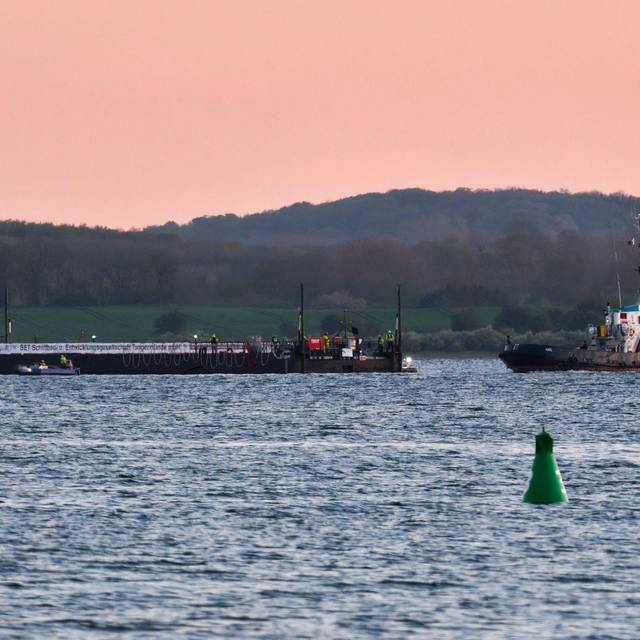 Weitere Entwicklung zum Buckelwal in der Ostsee