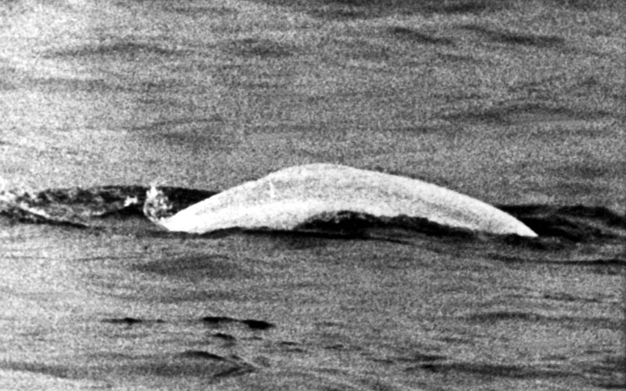 Sensation 1966 - Der weiße Wal im Rhein