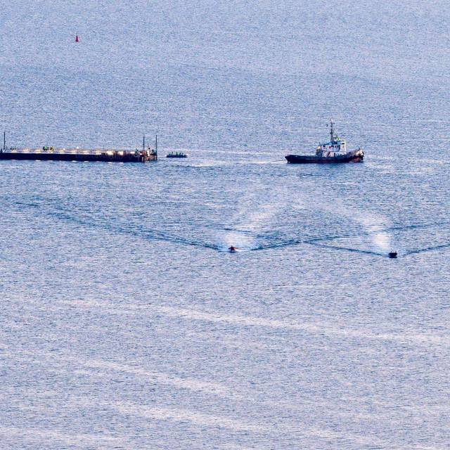 Weitere Entwicklung zum Buckelwal in der Ostsee