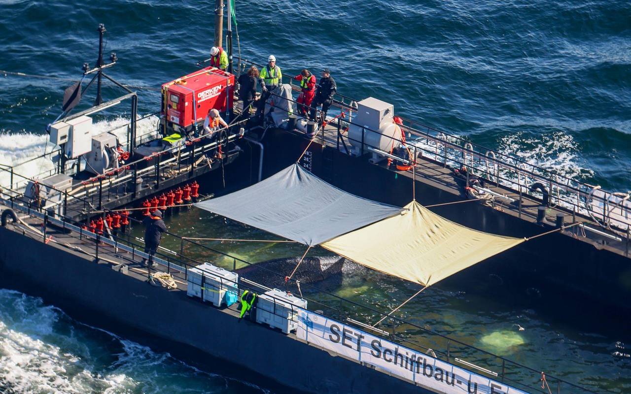 Weitere Entwicklung zum Buckelwal in der Ostsee
