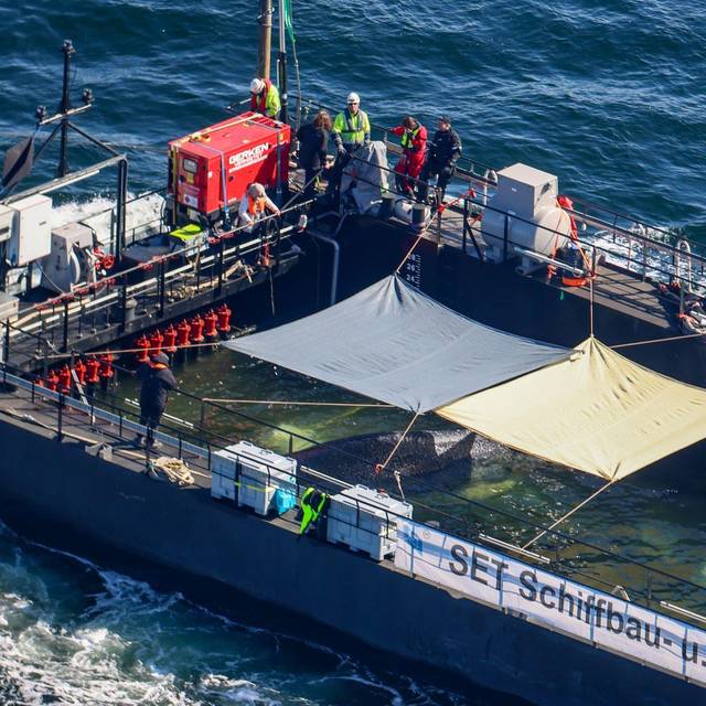 Weitere Entwicklung zum Buckelwal in der Ostsee