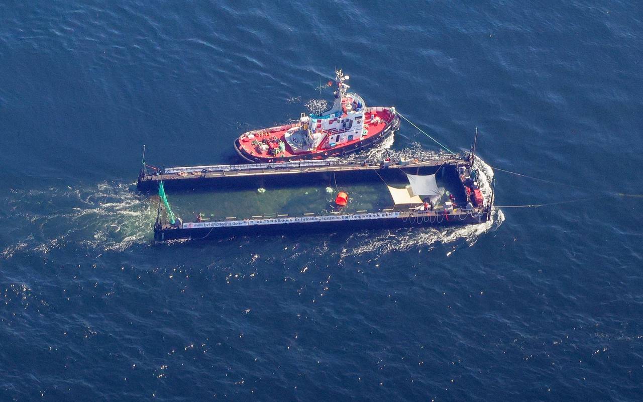 Weitere Entwicklung zum Buckelwal auf dem Weg aus der Ostsee