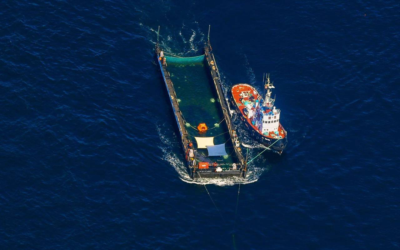Weitere Entwicklung zum Buckelwal auf dem Weg aus der Ostsee