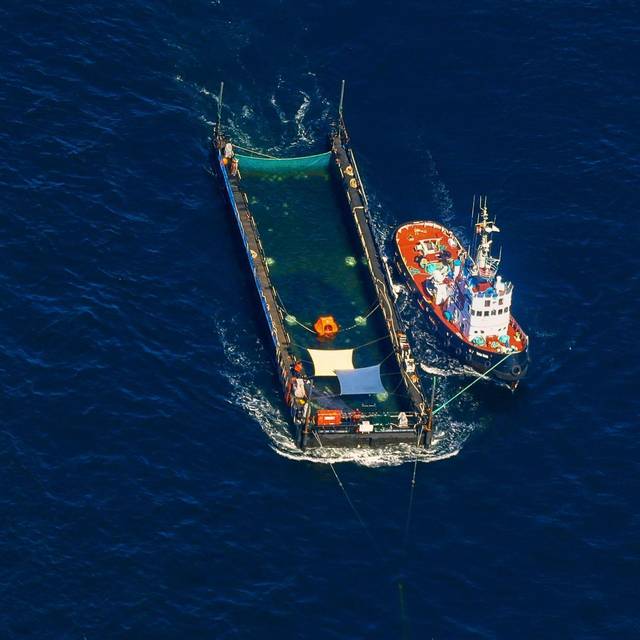 Weitere Entwicklung zum Buckelwal auf dem Weg aus der Ostsee