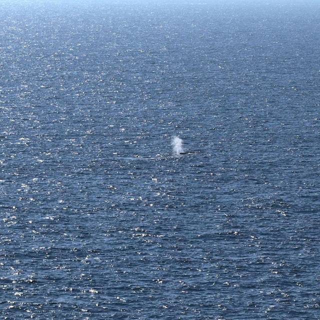 Buckelwal in der Nordsee freigesetzt
