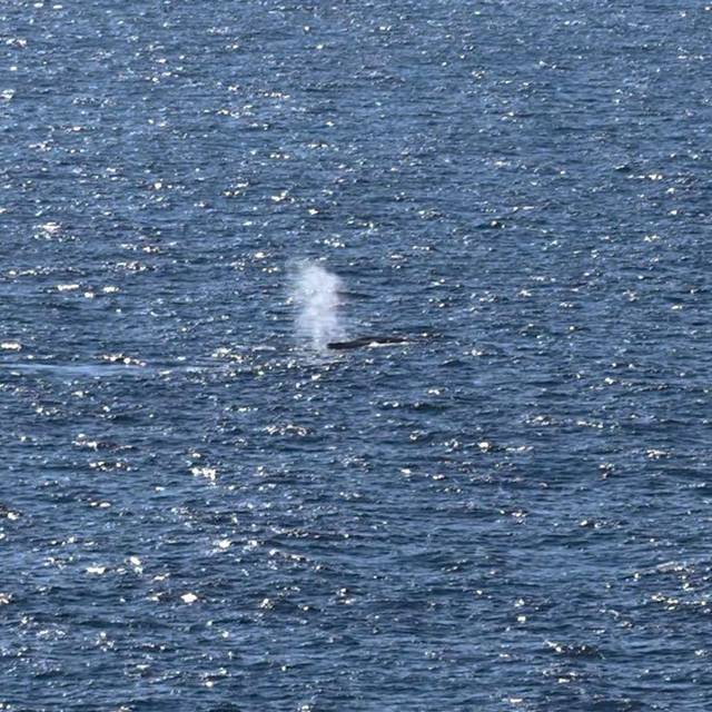 Buckelwal in der Nordsee freigesetzt