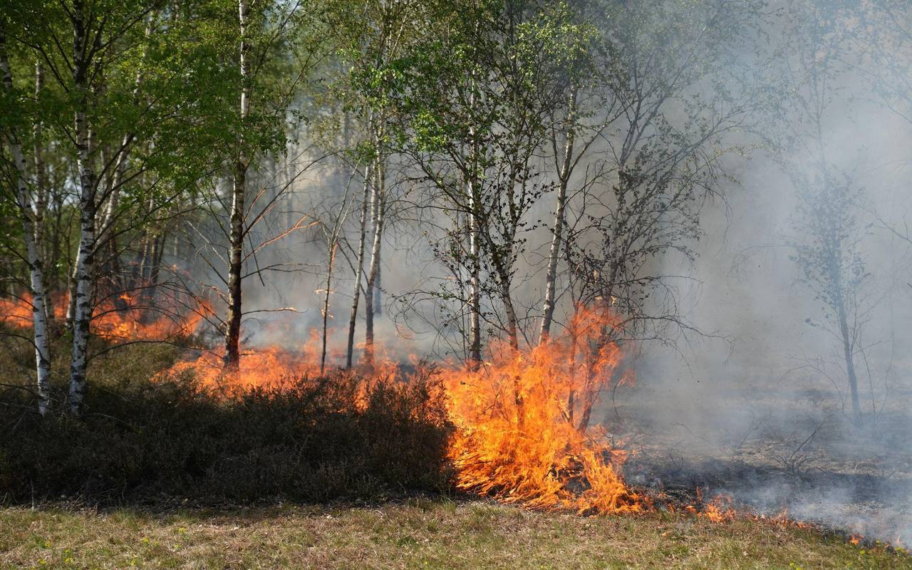 Waldbrand auf munitionsbelastetem Gelände bei Jüterbog