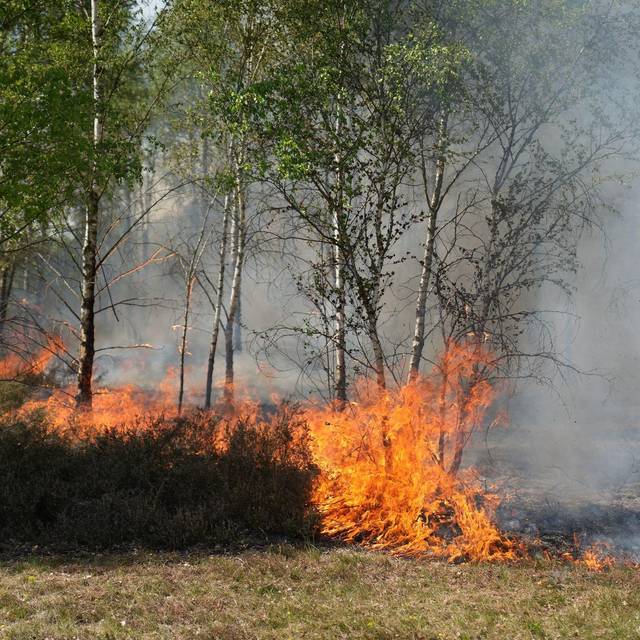 Waldbrand auf munitionsbelastetem Gelände bei Jüterbog