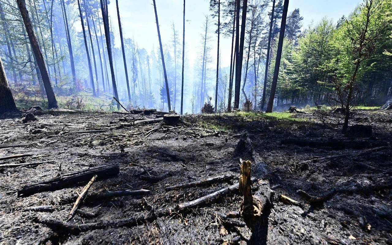 Waldbrand im Nationalpark Böhmische Schweiz