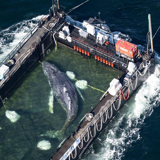 Weitere Entwicklung zum Buckelwal in der Ostsee