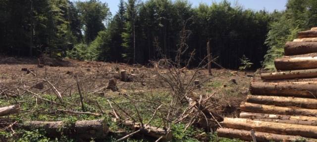 Stadt warnt vor möglichen Waldbränden in Köln