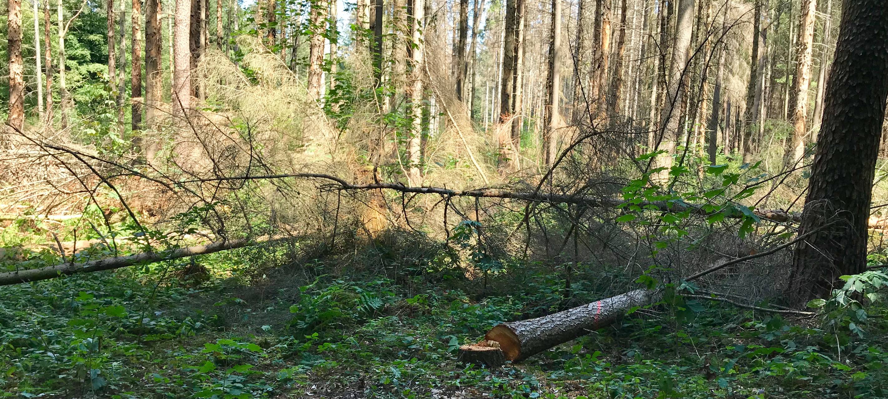 Feuer und Rauchen in Wäldern verboten