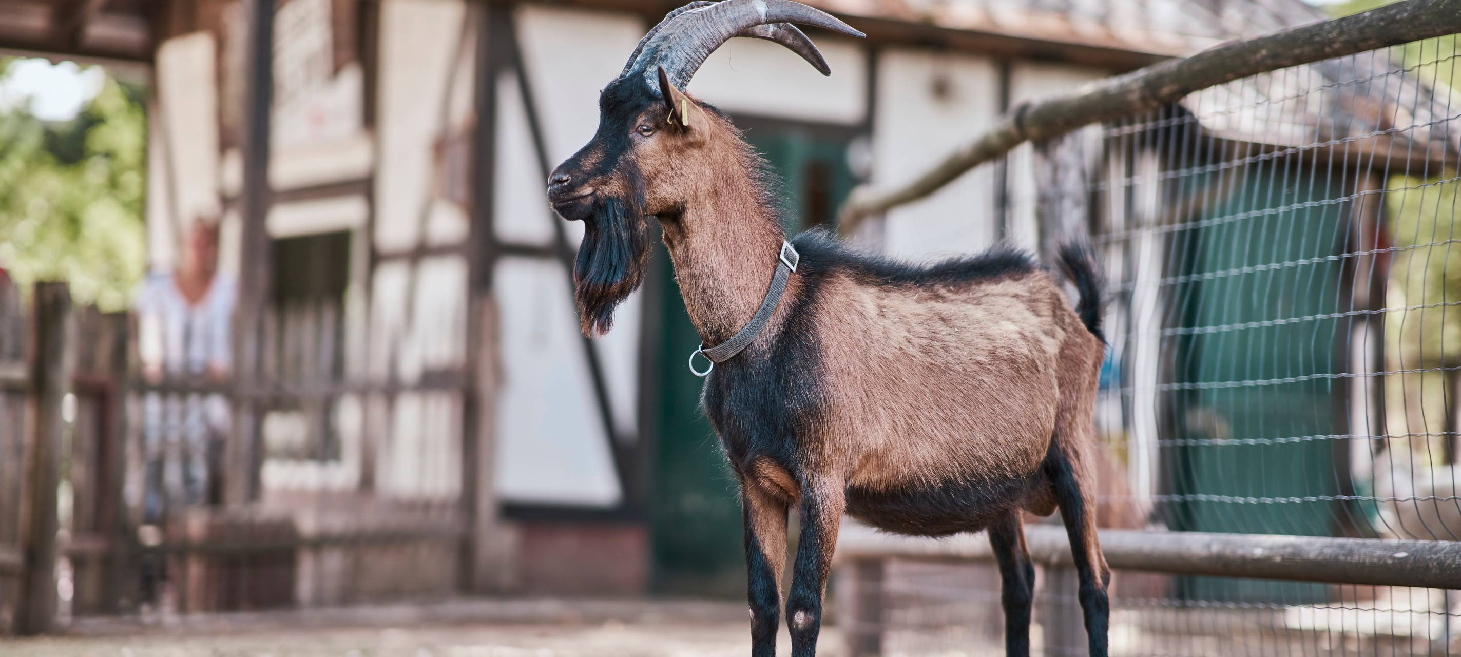 Hennes IX nach über 533 Tagen wieder im Stadion