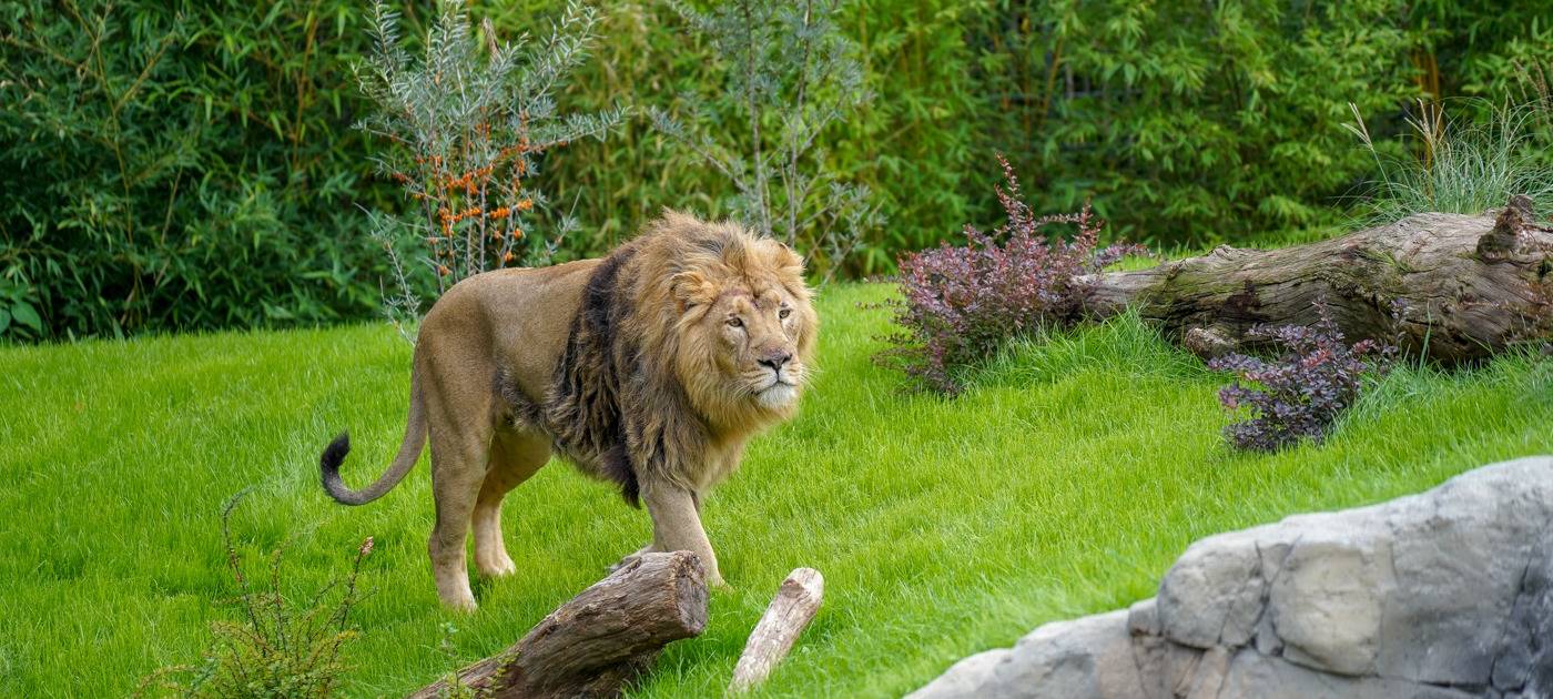 Löwenbaby in Kölner Zoo gestorben