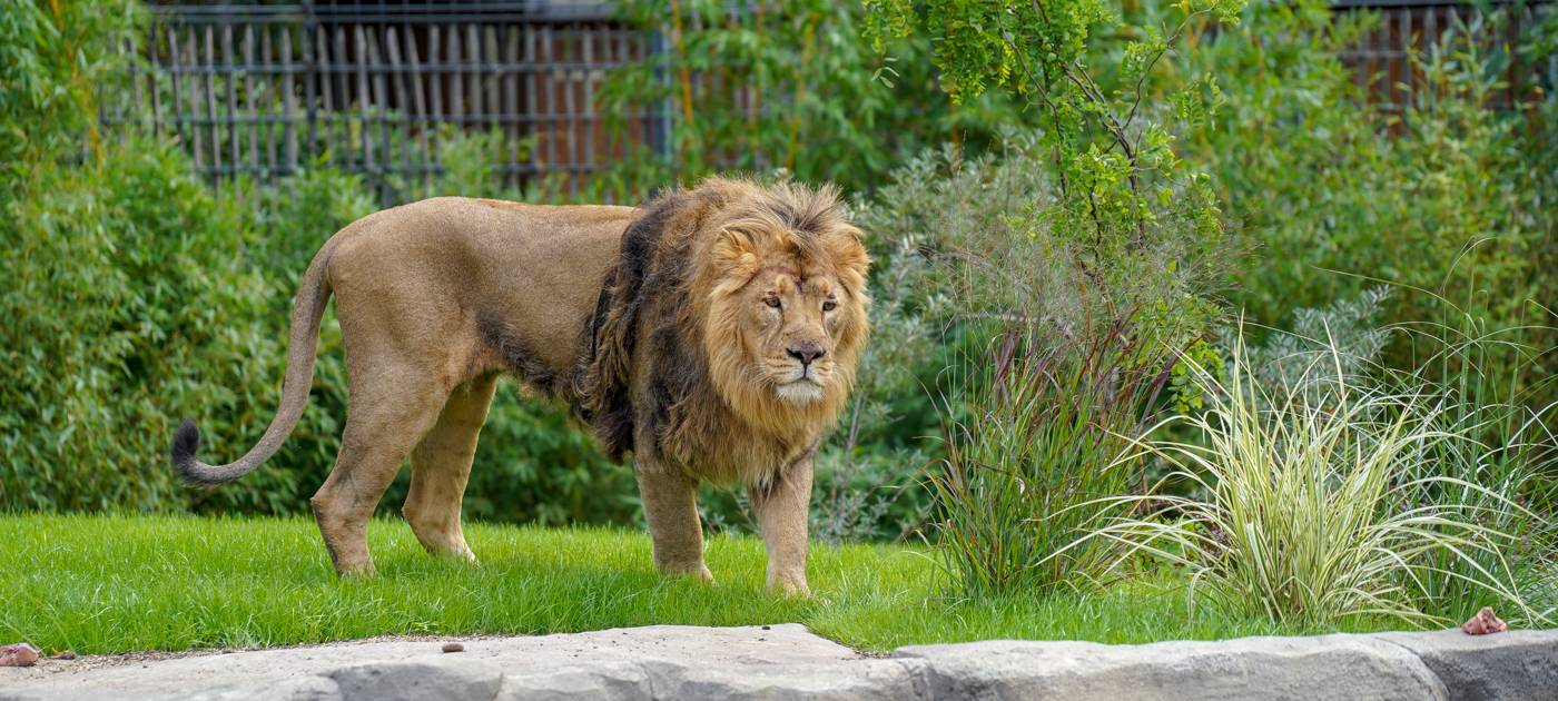 Kölner Zoo und Museen ab Dienstag wieder offen