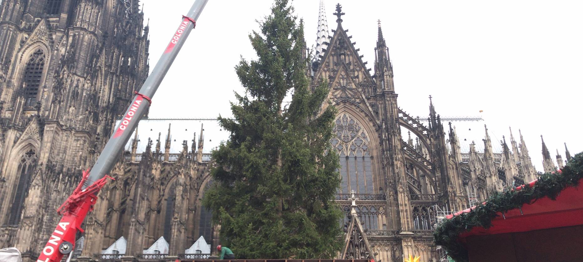25-Meter-Weihnachtsbaum auf Roncalliplatz aufgestellt