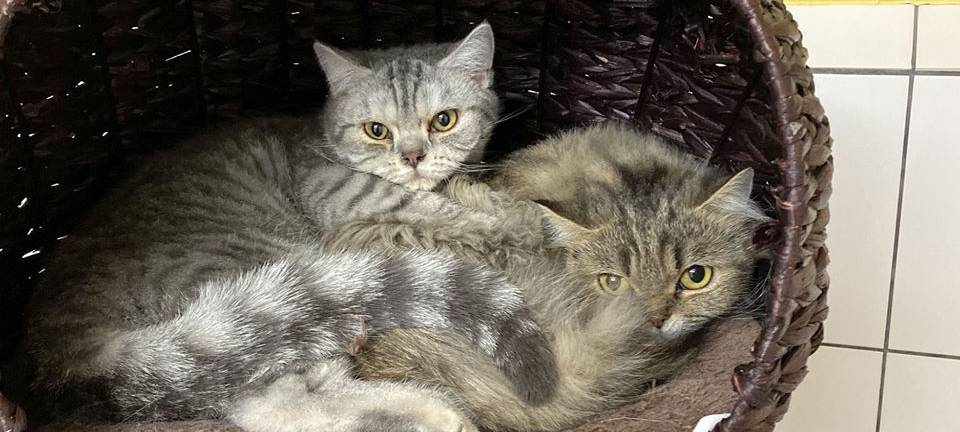 Neue Adoptierstelle für Tiere