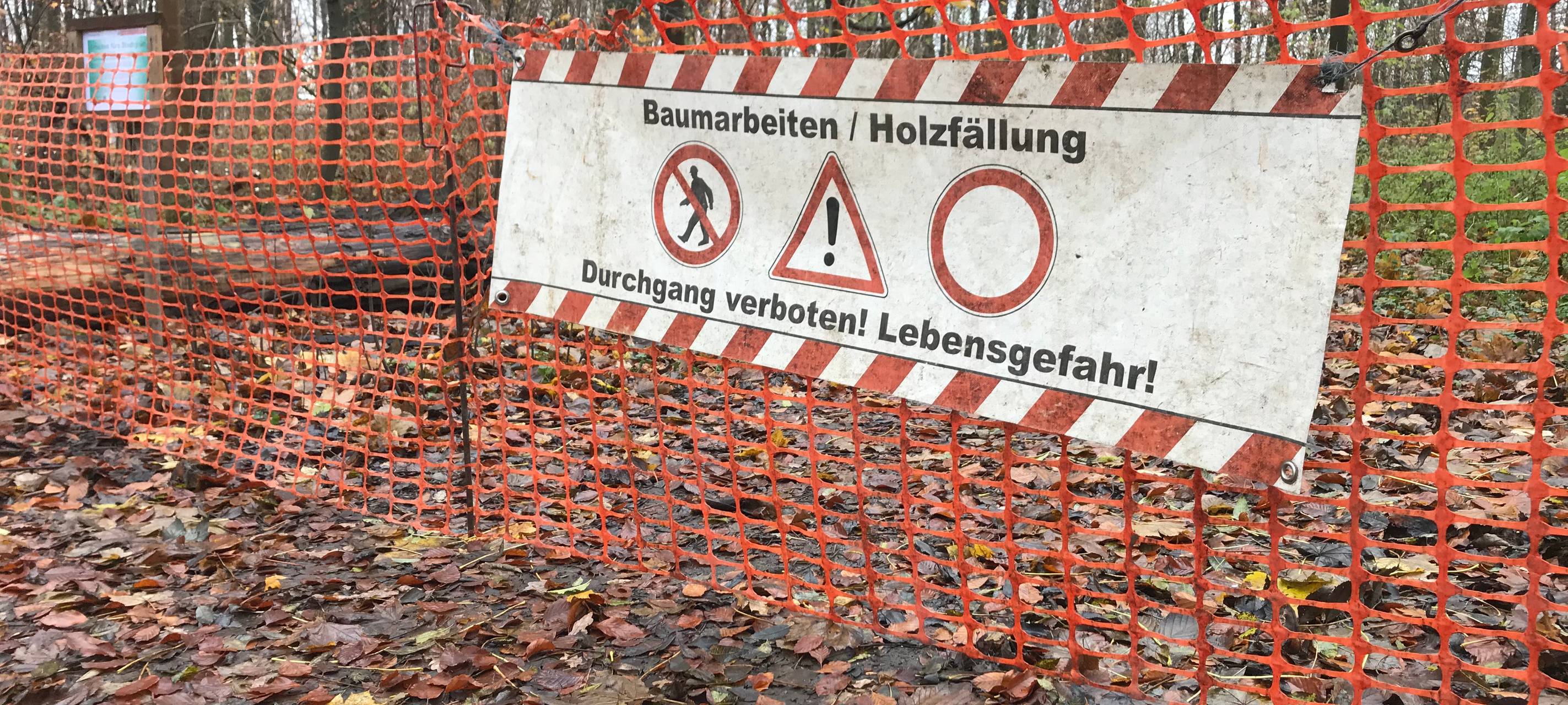 Neue Wasserleitung sorgt für Baumfällungen in Rodenkirchen