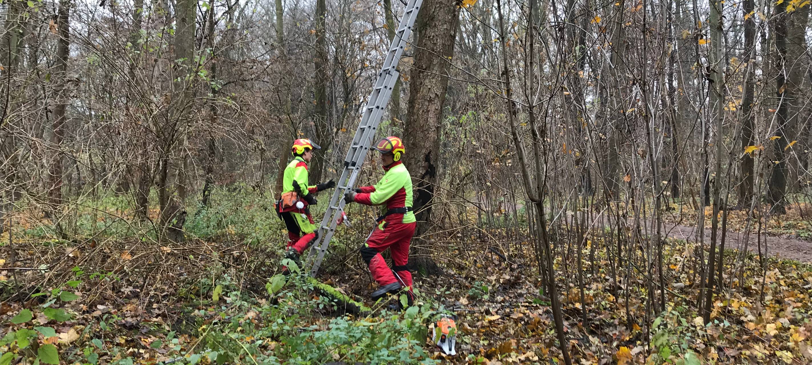 Bäume im Äußeren Grüngürtel werden gefällt