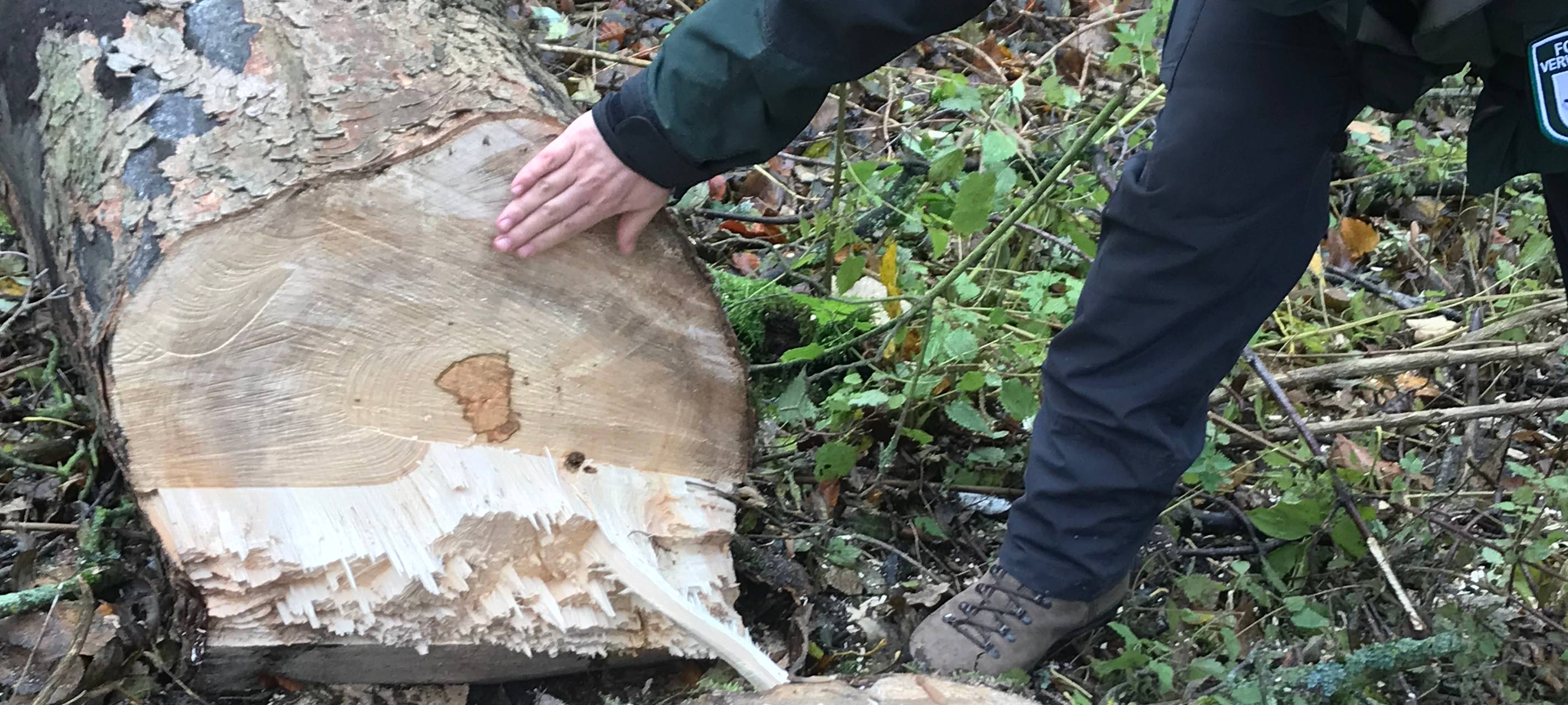 Bäume im Volksgarten von Pilzen befallen