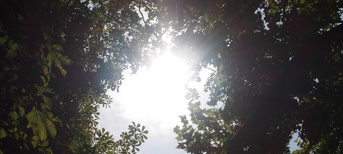 Kölner Waldlabor erhält Auszeichnung von der UN