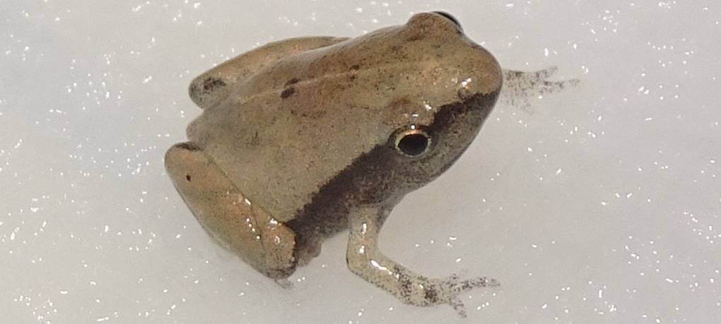 Zoll übergibt Reptilien und Amphibien an den Zoo