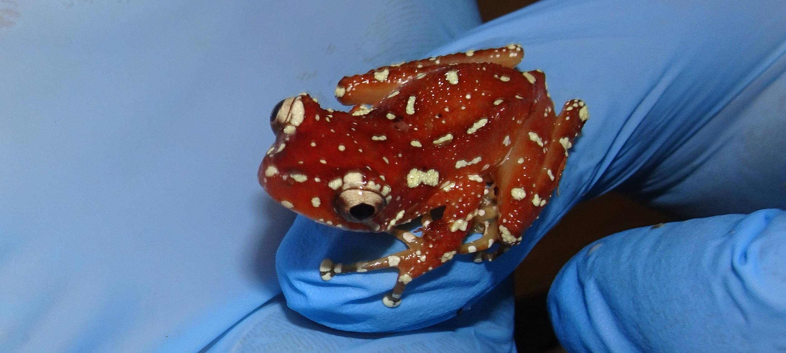 Zoll übergibt Reptilien und Amphibien an den Zoo