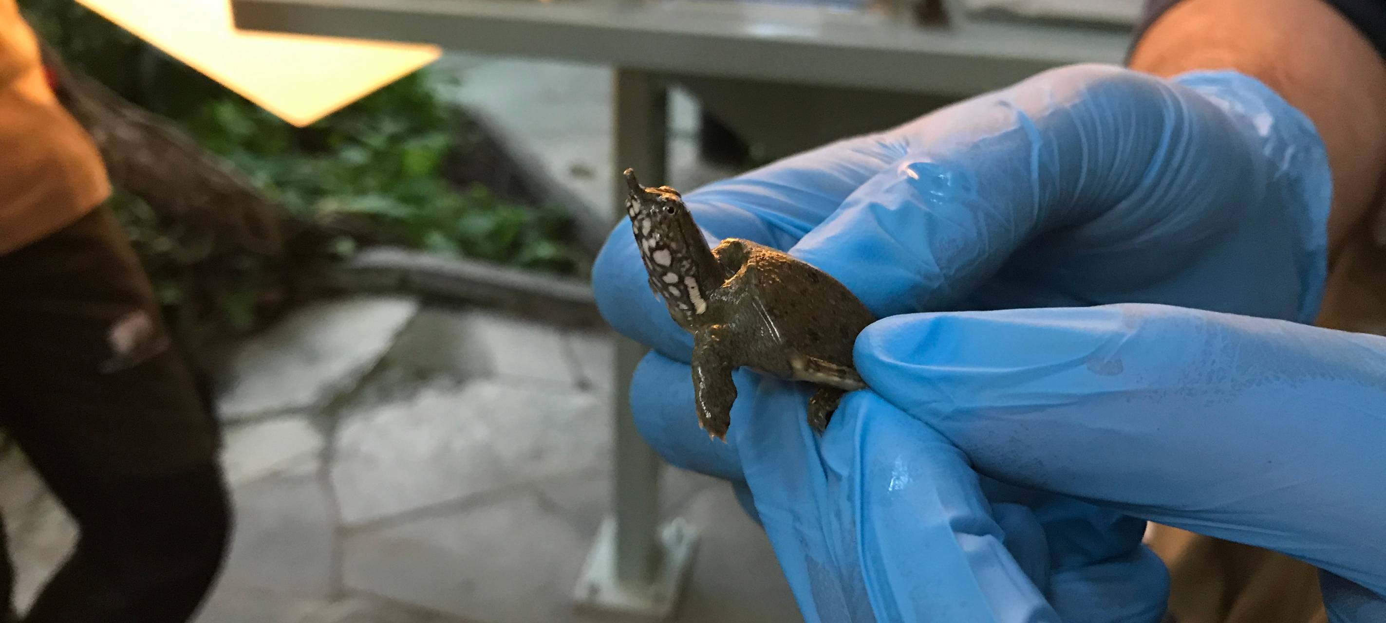 Zoll übergibt Reptilien und Amphibien an den Zoo
