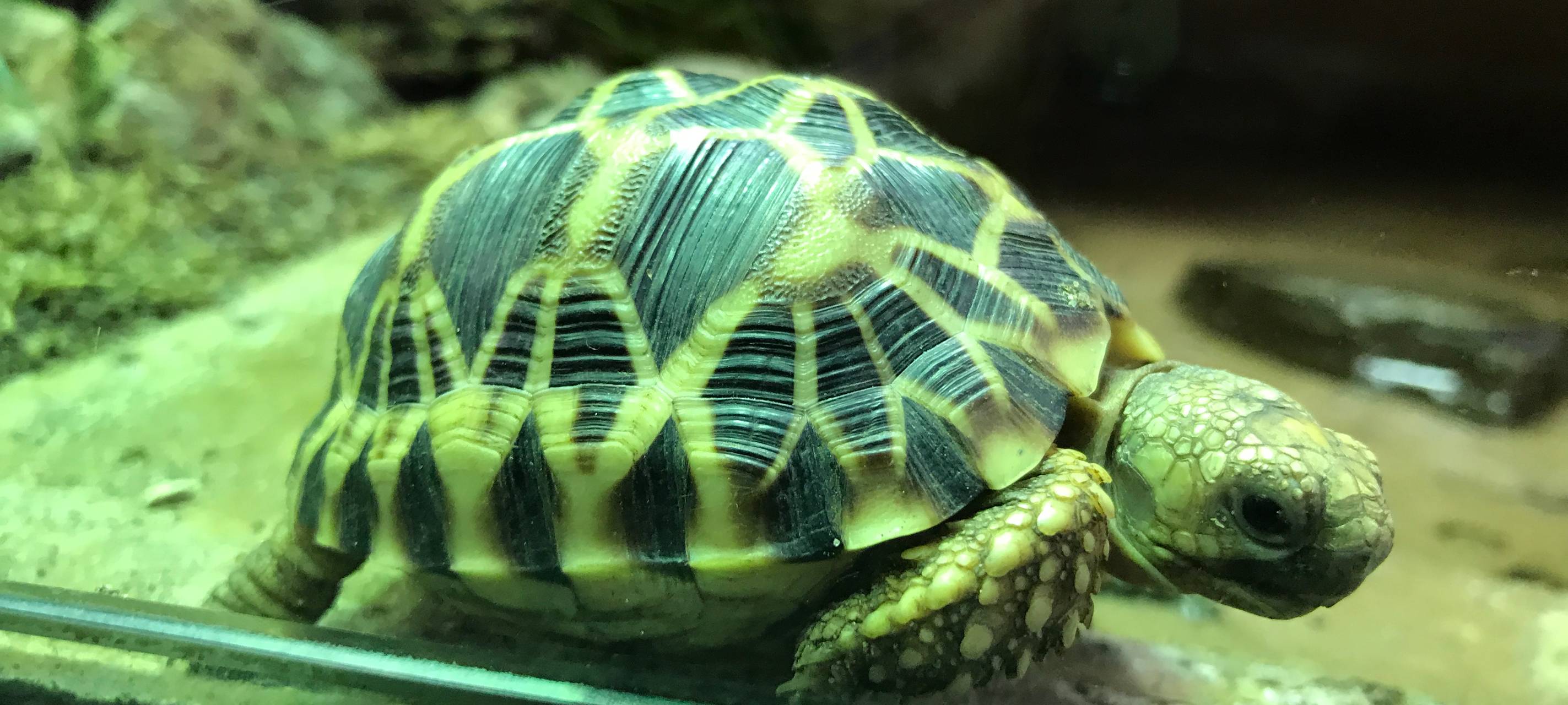 Zoll übergibt Reptilien und Amphibien an den Zoo