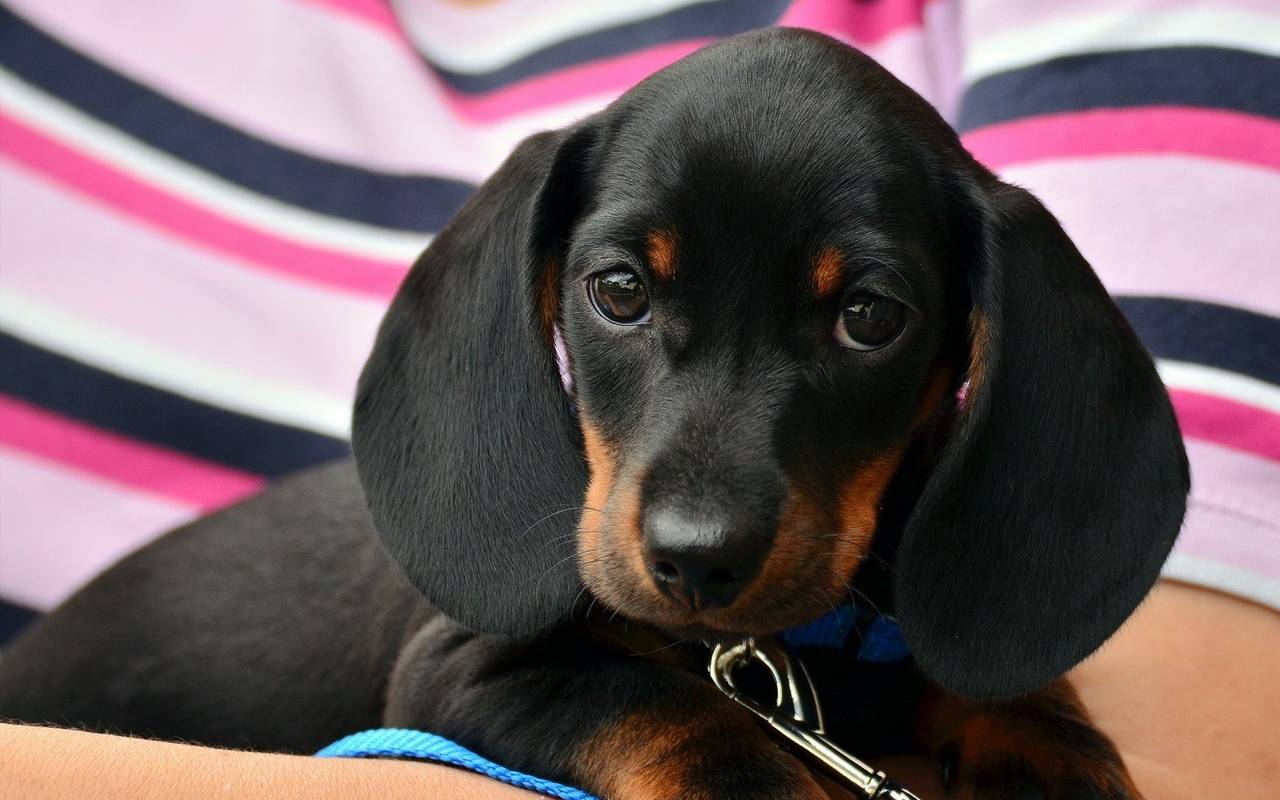 auf diese namen horen hunde am besten radio koln