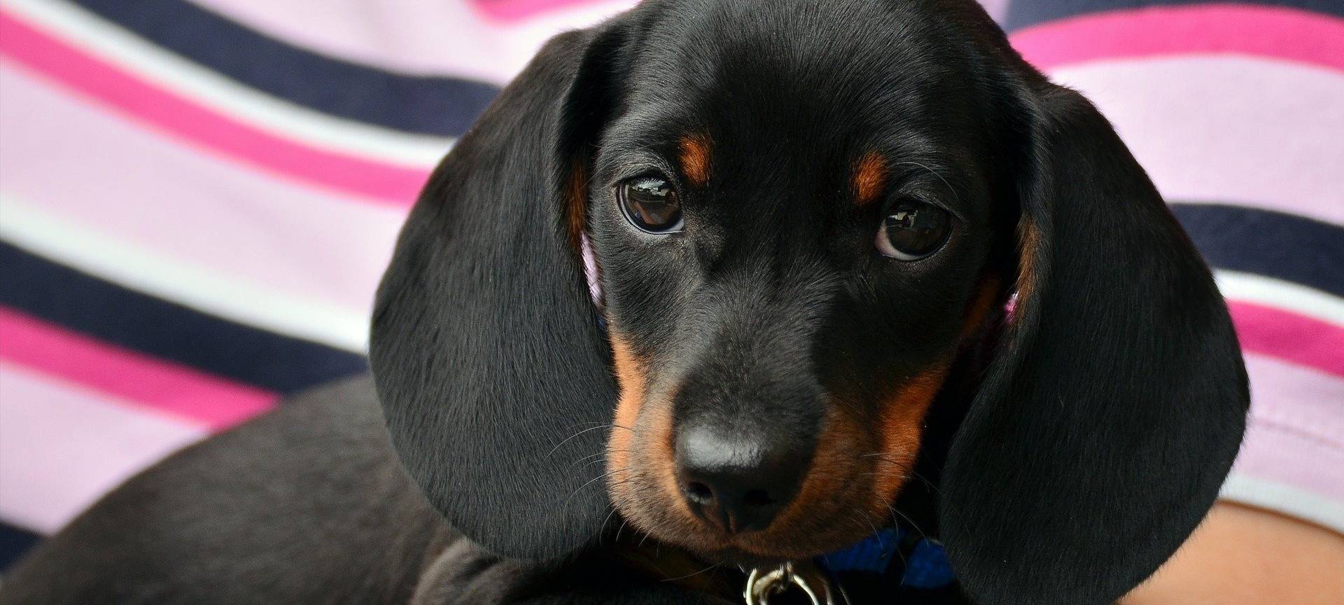 Auf diese Namen hören Hunde am besten!