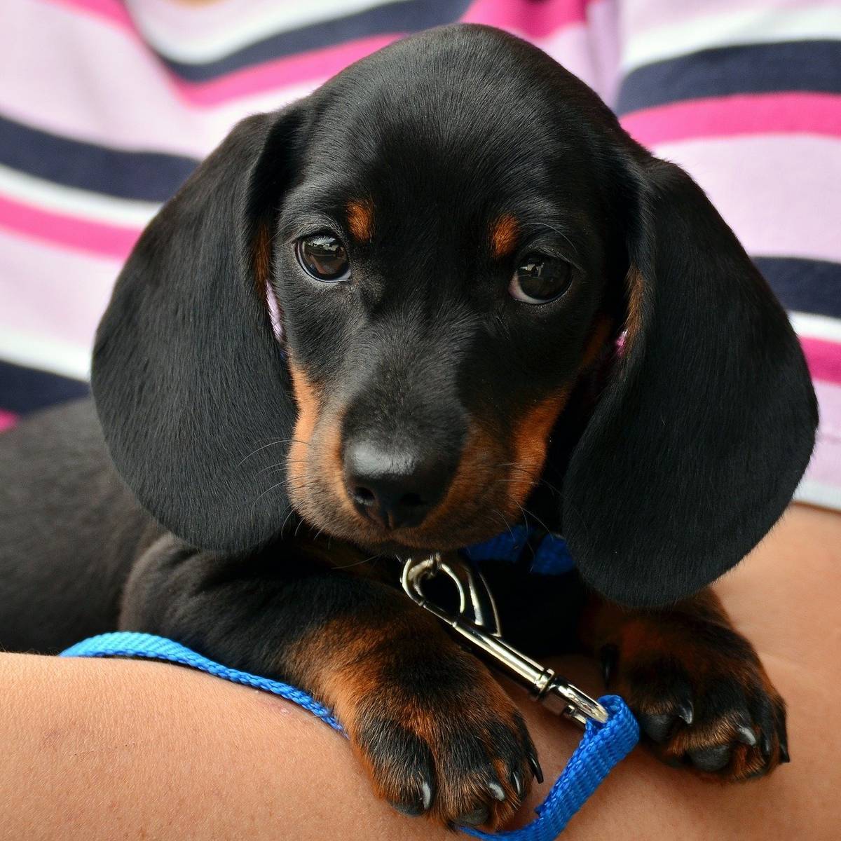 Auf diese Namen hören Hunde am besten Radio Köln