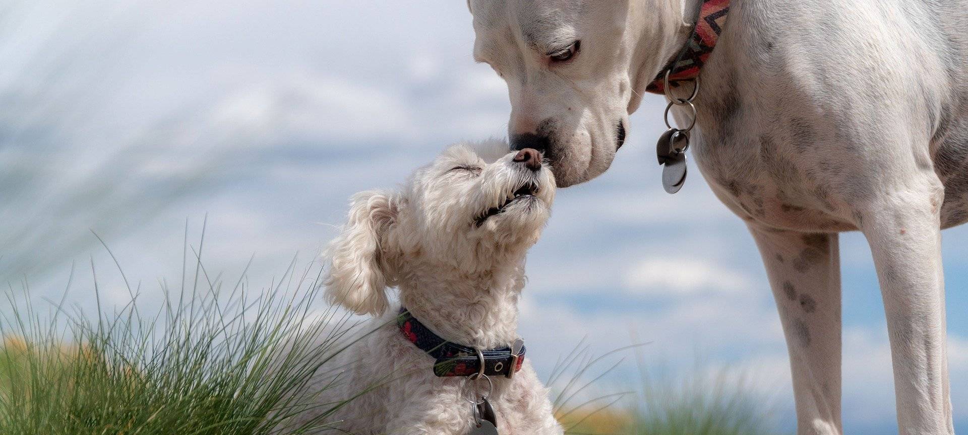Auf diese Namen hören Hunde am besten!