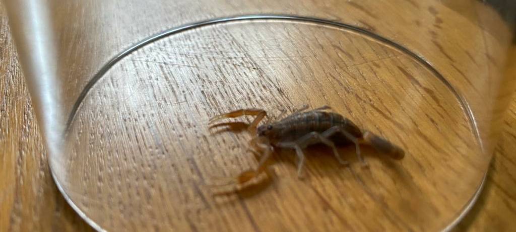 Ehepaar in Sülz findet Skorpion im Handgepäck