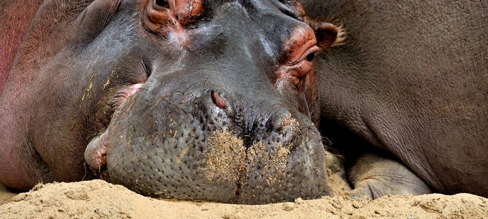 Kölner Zoo bekommt Geld vom Land