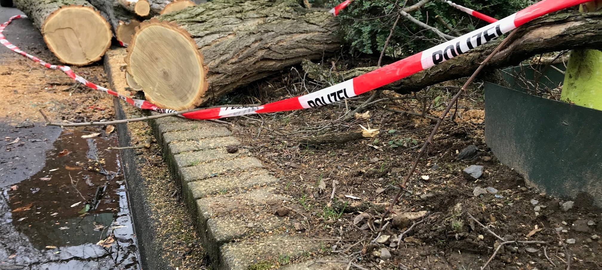 Feuerwehr muss umgestürzten Baum in Eil zerlegen