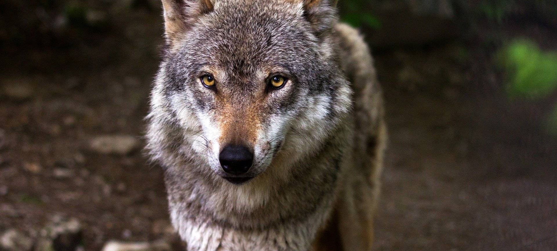 Wolf in Wahner Heide gesichtet
