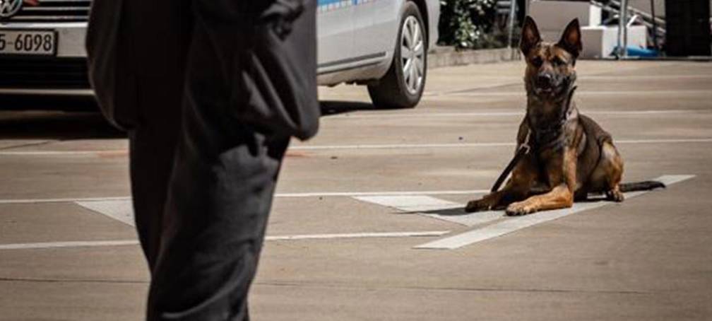 Polizeihund Woodstock stellt Einbrecher