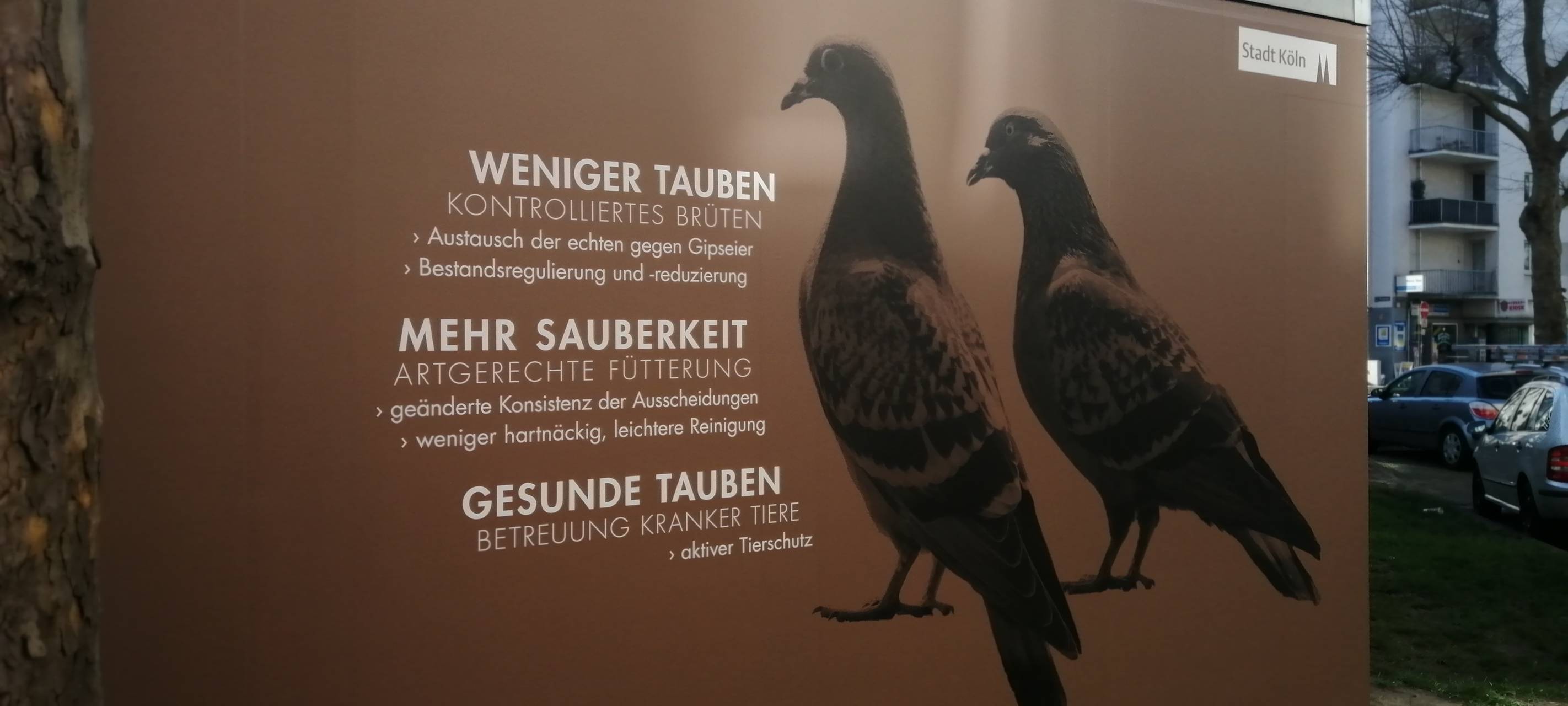 Taubenhaus am Hansaring mit positiver Bilanz