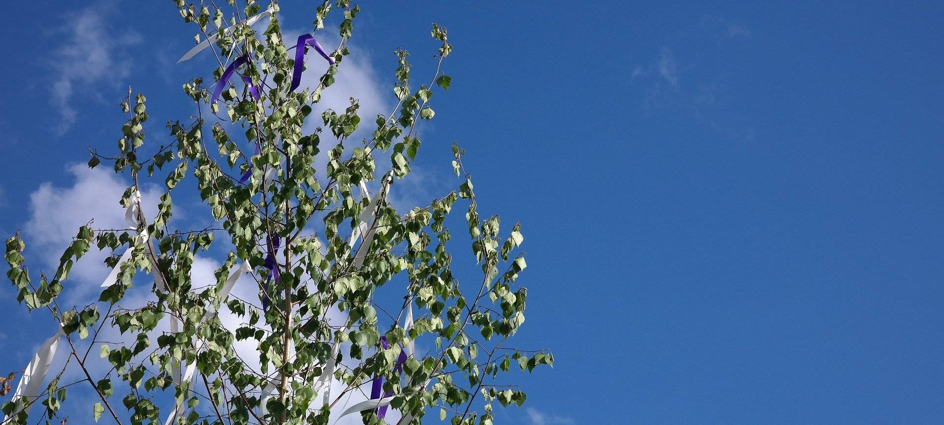Maibaum: Hier findet ihr Verkaufsstellen!